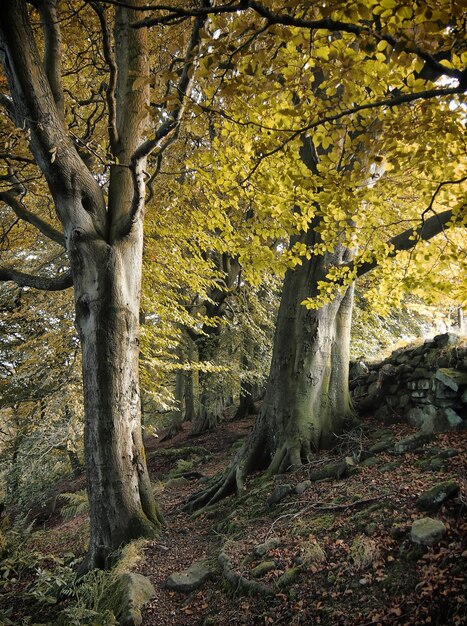 Photo des branches d'arbres dans la forêt