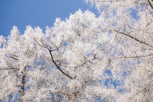 Branches d'arbres dans la neige contre le ciel bleu Fond d'hiver
