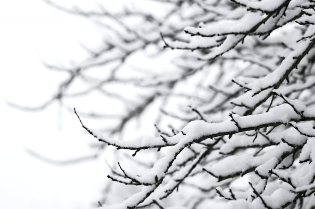 branches d'arbres dans la neige