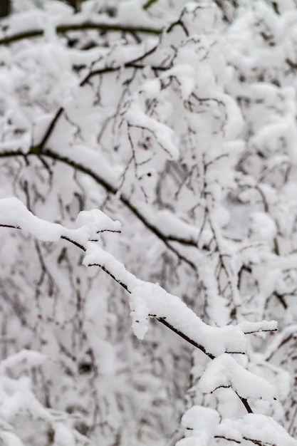 Branches d&#39;arbres dans la neige.