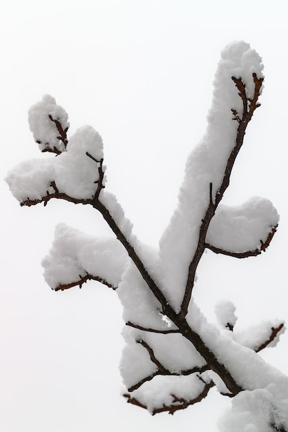 Branches d&#39;arbres dans la neige.