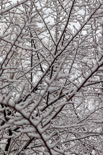 Branches d'arbres enneigées Chute de neige paysage macro photographie Hiver photo papier peint