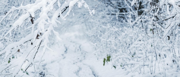 Branches d'arbres enneigés dans une forêt d'hiver route enneigée dans la forêt