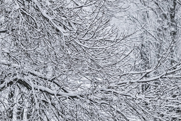 Branches d'arbres enneigés moelleux paysages naturels avec neige blanche Chutes de neige dans le parc d'hiver