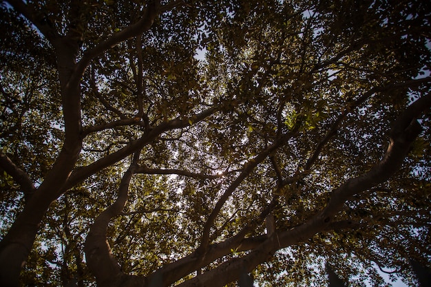 Branches d'arbres en été