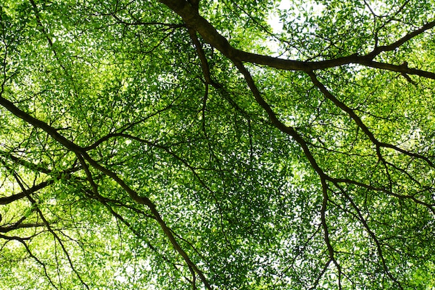 Photo branches d'arbres et feuillage le matin