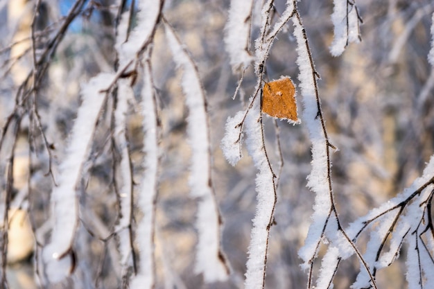 Branches d'arbres avec une feuille solitaire et de la neige brillante blanche et du givre dans le bois d'hiver