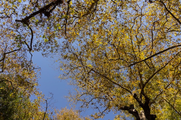 Branches d'arbres et feuilles dans la forêt