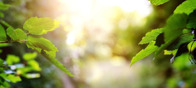 Branches d'arbres avec des feuilles vertes dans la forêt par temps ensoleillé sur fond flou fond d'été