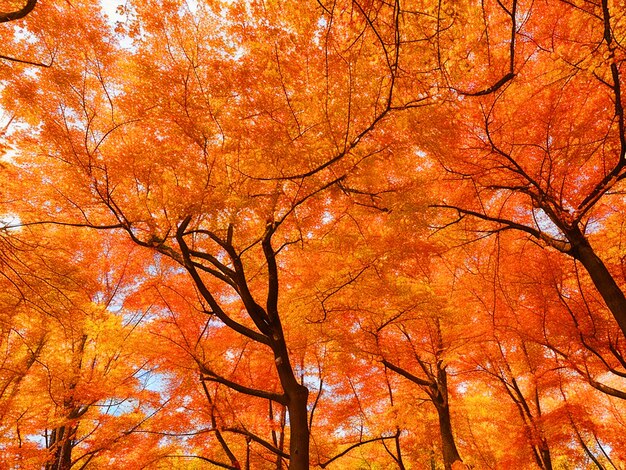 Des branches d'arbres à feuilles vives, des couleurs d'automne en arrière-plan.