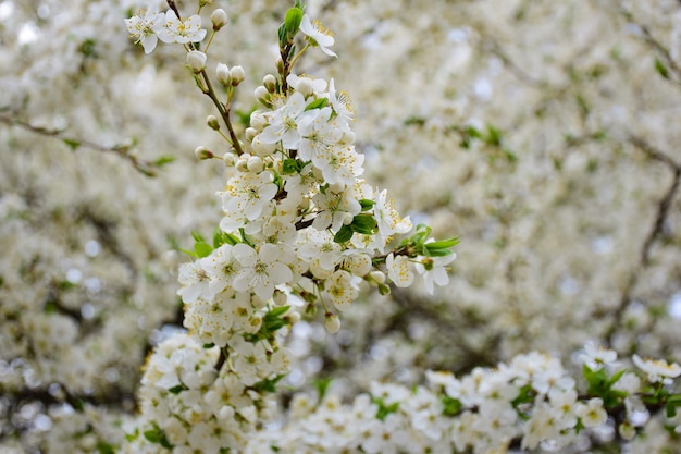 Branches d'arbres fleuries de fleurs blanches sur tout le cadre. La branche avant est nette et l'arrière-plan est très flou