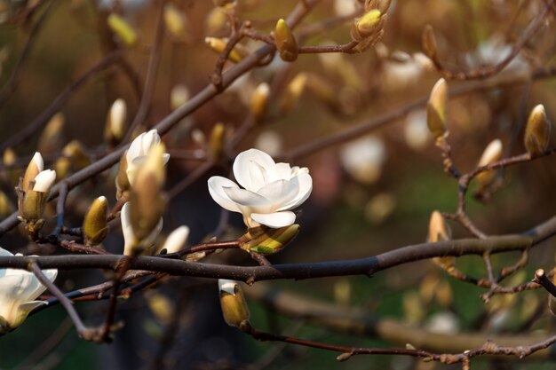 Branches d'arbres en fleurs. Arbre magnolia fleuri avec de grandes fleurs blanches. Fleur de magnolia parfaite.