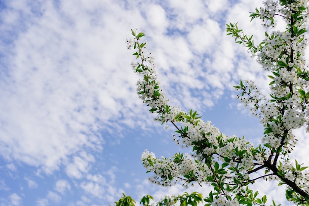 Branches d'arbres en fleurs. La beauté de la nature printanière. le jardinage et l'agriculture. aromathérapie et méditation. paysage.