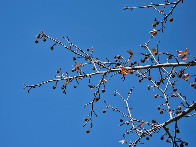Branches d'arbres en fleurs et ciel bleu
