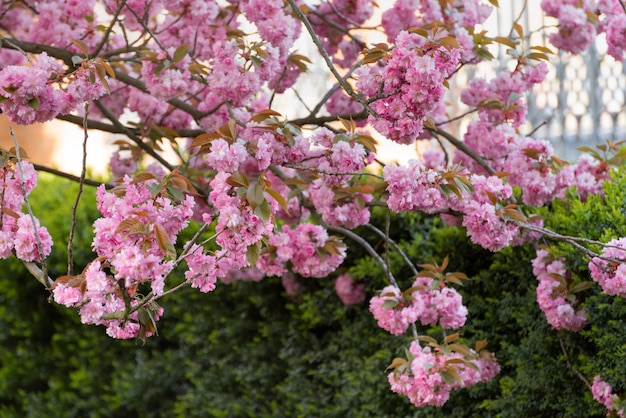 Branches d'arbres en fleurs contre des buissons verts Fleurs de cerisier japonais ou fleurs de Sakura Fond de printemps