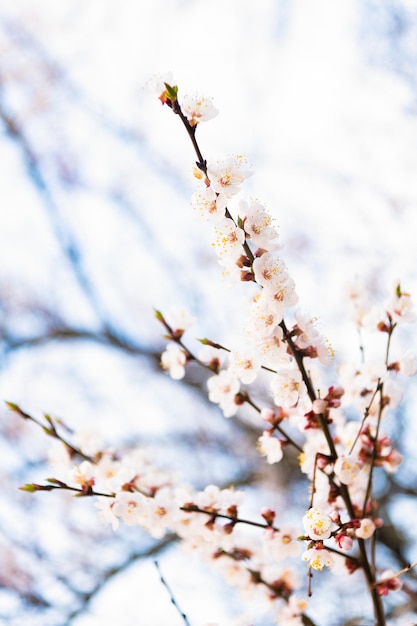 Branches d'arbres en fleurs avec des fleurs de printemps sur fond flou naturel fleur de cerisier