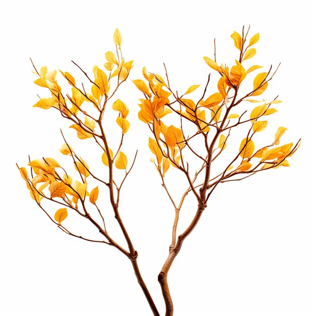 Photo des branches d'arbres avec des fleurs jaunes d'automne