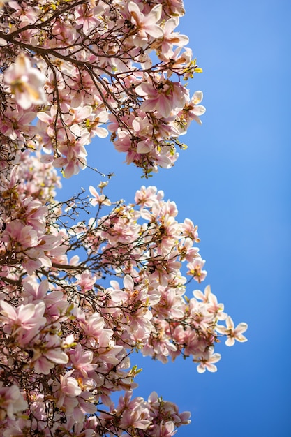 Branches d'arbres en fleurs de magnolia avec des pétales de fleurs