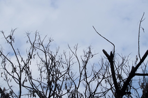 branches d'arbres sur un fond de nuage blanc