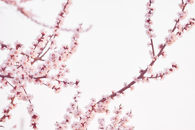 Des branches d'arbres fruitiers en fleurs fleurissent au printemps dans le jardin