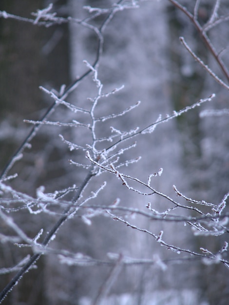 Branches d&#39;arbres gelés dans la forêt