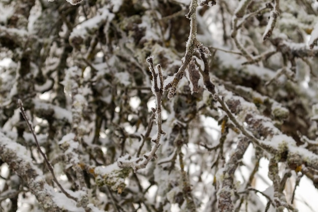 Branches d'arbres gris-vert recouvertes d'un peu de neige