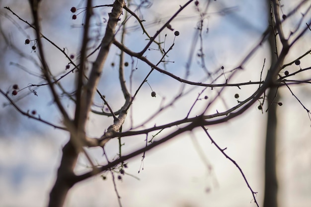 Branches d'arbres Gros plan d'arbre de jardinage