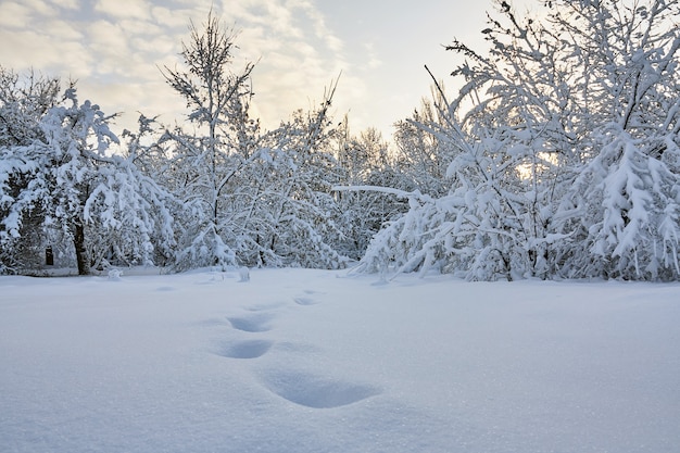 Branches d'arbres d'hiver avec beaucoup de neige