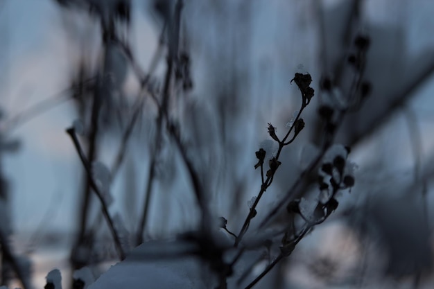 Branches d'arbres en hiver sur fond de neige