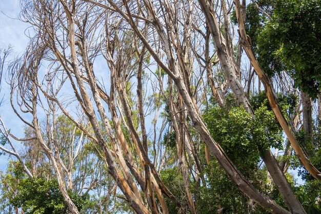 Branches d'arbres morts avec un ciel bleu en arrière-planMexique