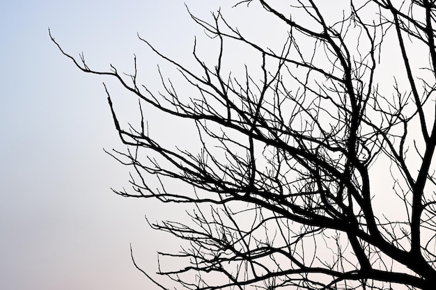 Branches d'arbres morts séchés sous le ciel nuageux le soir