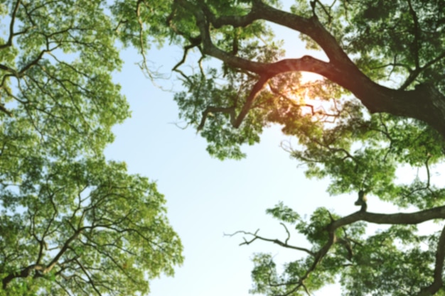 Les branches des arbres la nature est floue