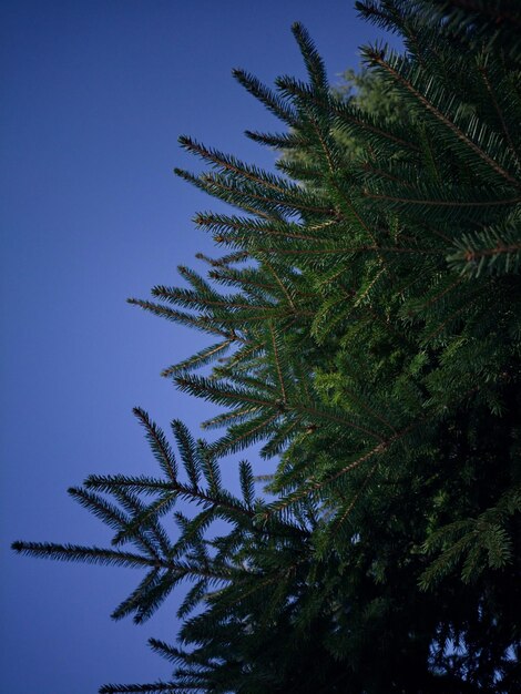 Photo branches d'arbres de noël contre le ciel. fond d'hiver.