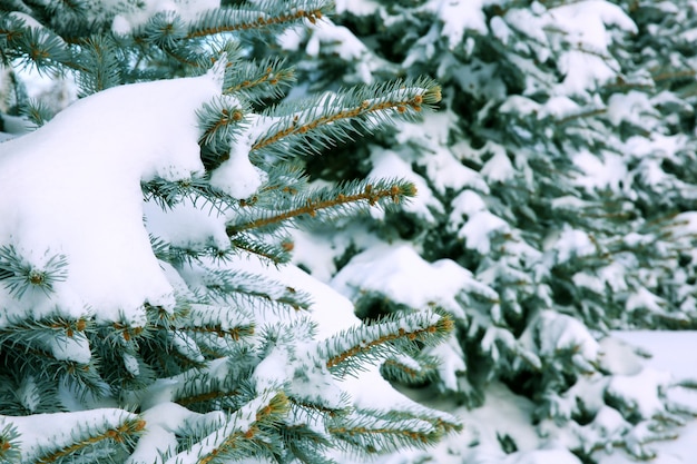 Branches d'arbres de Noël couvertes de neige, gros plan