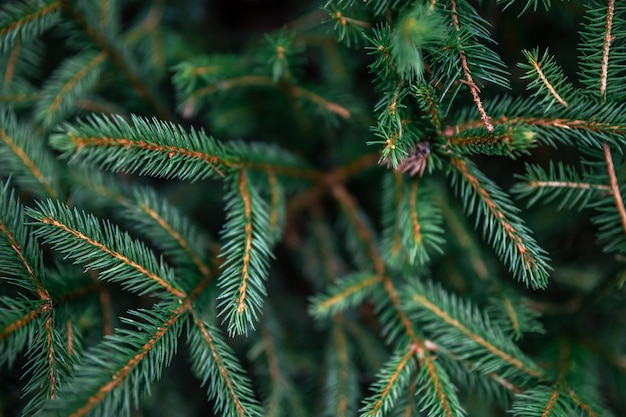 Branches d'arbres de Noël dans la forêt closeup fond naturel