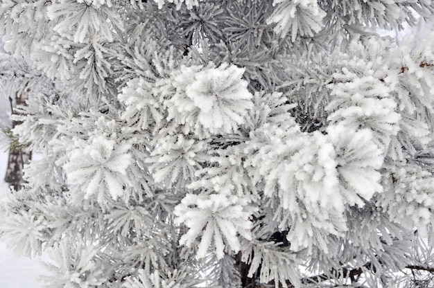 Branches d'arbres de Noël dans la neige. Sapin enneigé d'hiver se bouchent. Conception de Noël