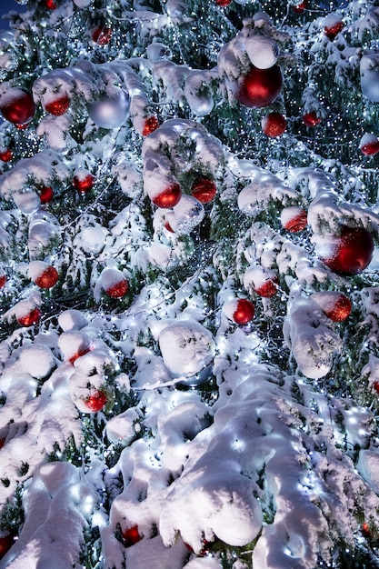 Branches d&#39;arbres de Noël dans la neige