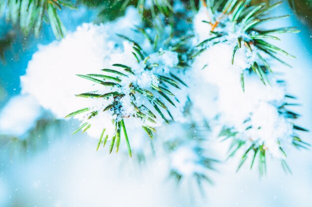 Branches d'arbres de Noël épicéa avec de la neige dans la forêt d'hiver. Gros plan sur l'image artistique. Fond d'hiver naturel. Carte de Noël abstraite.