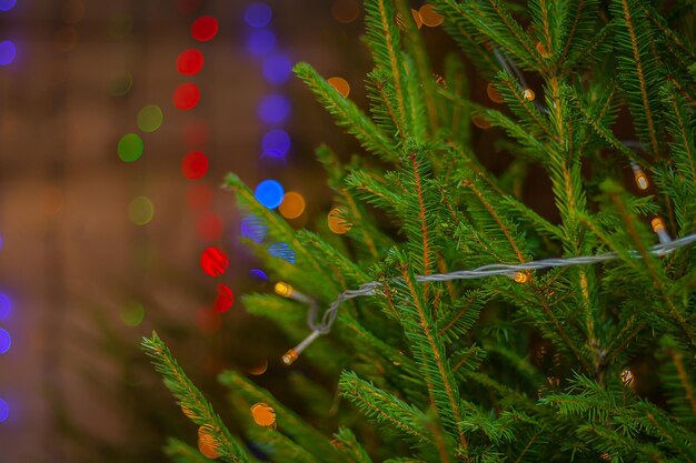 Branches d'arbres de Noël sur fond de lumières colorées