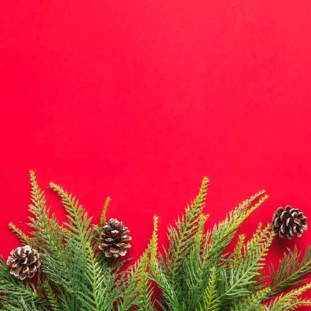 Branches d&#39;arbres de Noël sur fond rouge. Espace libre pour le texte