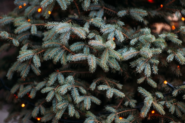 Branches d'arbres de Noël avec des lumières