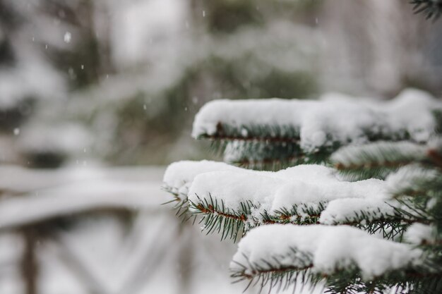 Branches d'arbres de Noël saupoudrées de neige en hiver