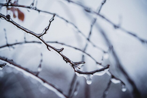 Branches d'arbres nues couvertes de glace après la pluie verglaçante