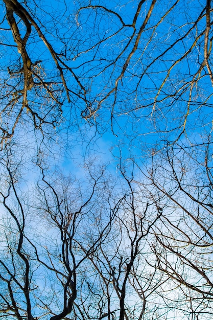 Branches d'arbres nues sèches sur fond de ciel bleu par temps ensoleillé