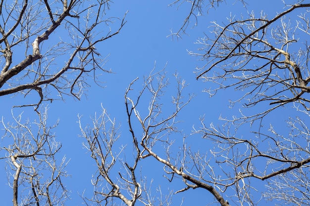 Branches d'arbres nus contre le ciel bleu Résumé fond naturel