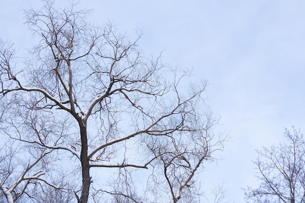 Branches d'arbres nus enneigés contre le ciel bleu