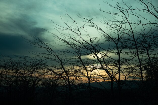 Branches d'arbres nus sur fond de coucher de soleil