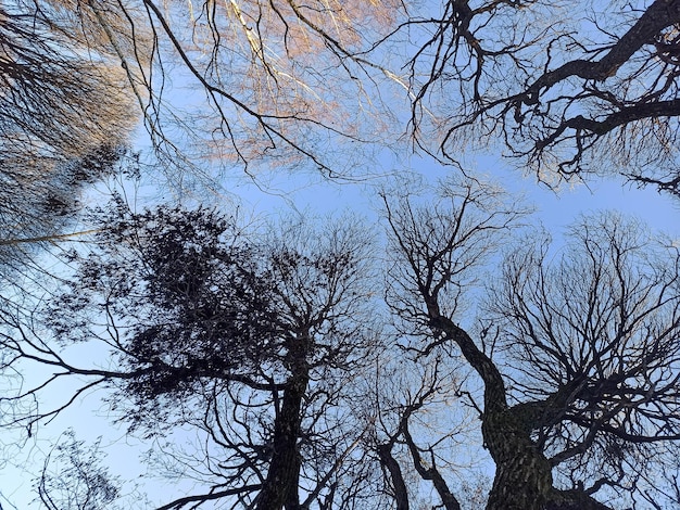 Branches d'arbres nus et silhouettes sur ciel bleu dans la forêt d'hiver