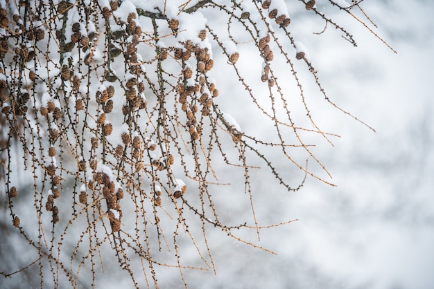 Branches d'arbres avec de petits cônes sur fond d'hiver