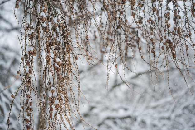 Branches d'arbres avec de petits cônes sur fond d'hiver